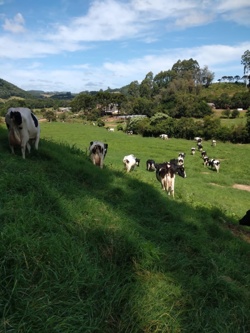 Vacas leiteiras pastejam em campo aberto.