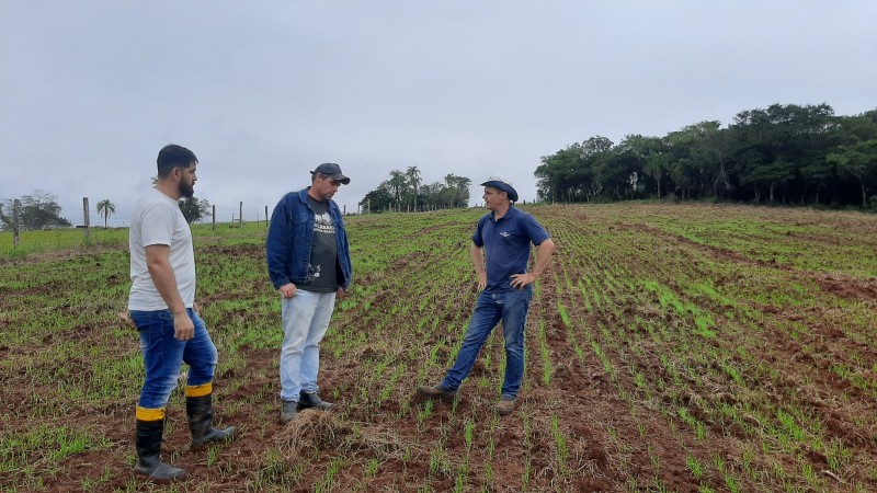 Técnicos avaliam lavoura que está sendo replantada.