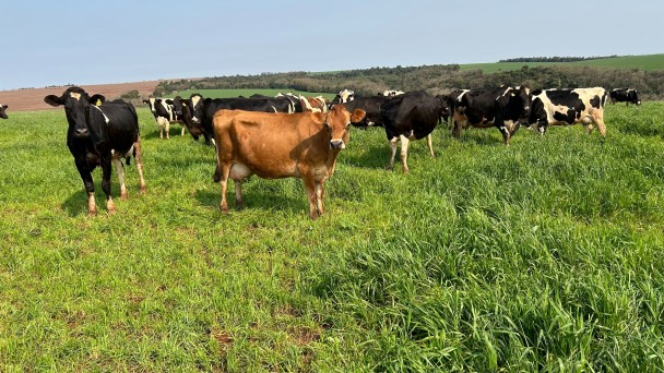 Cerca de dez vacas leiteiras pastejam em campo aberto