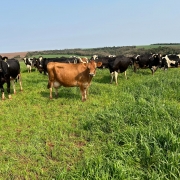 Cerca de dez vacas leiteiras pastejam em campo aberto