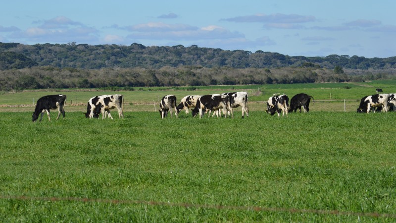 Vacas leiteiras pastam em área de forragens