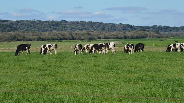 Vacas leiteiras pastam em área de forragens