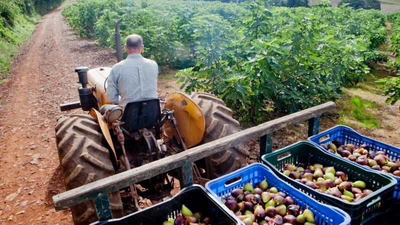Programa de Apoio &agrave; Agricultura Familiar e Camponesa beneficiar&aacute; 24 cooperativas
