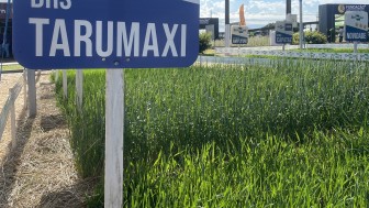 Produtores podem saber mais informa&ccedil;&otilde;es do Programa Forrageiras durante a Expodireto