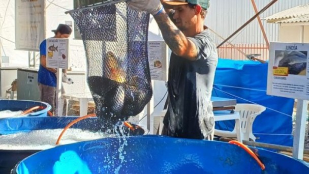 EmaterRS Ascar projeta comercializa&ccedil;&atilde;o de mais de 2,8 mil toneladas de peixes durante a Semana Santa